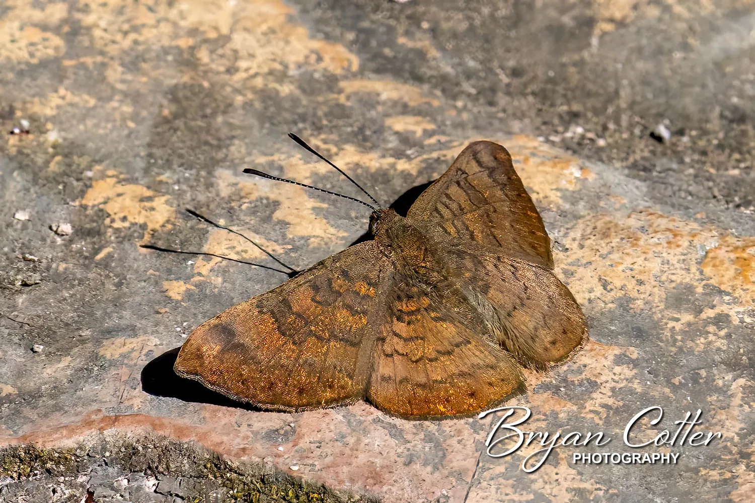 Fatal Metalmark