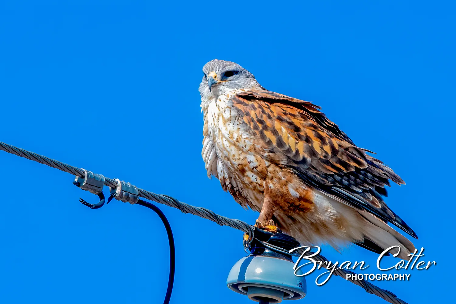 Ferruginous Hawk