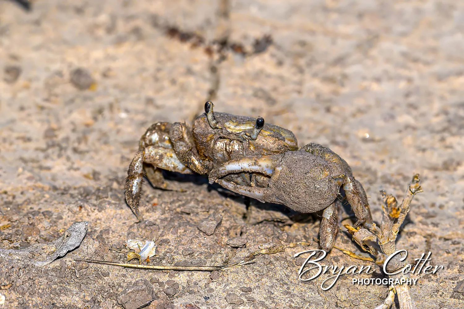 Fiddler Crab