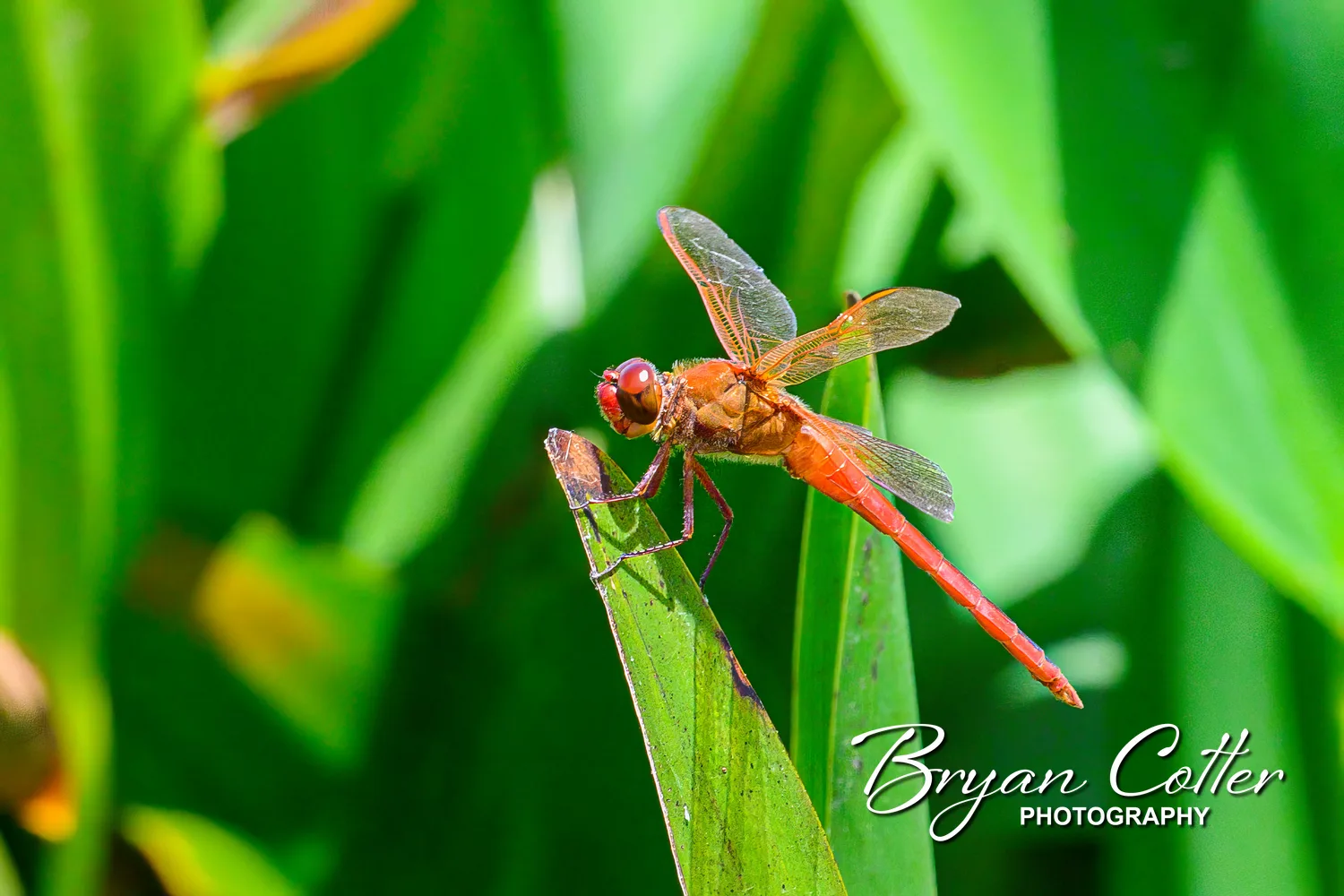Flame Skimmer