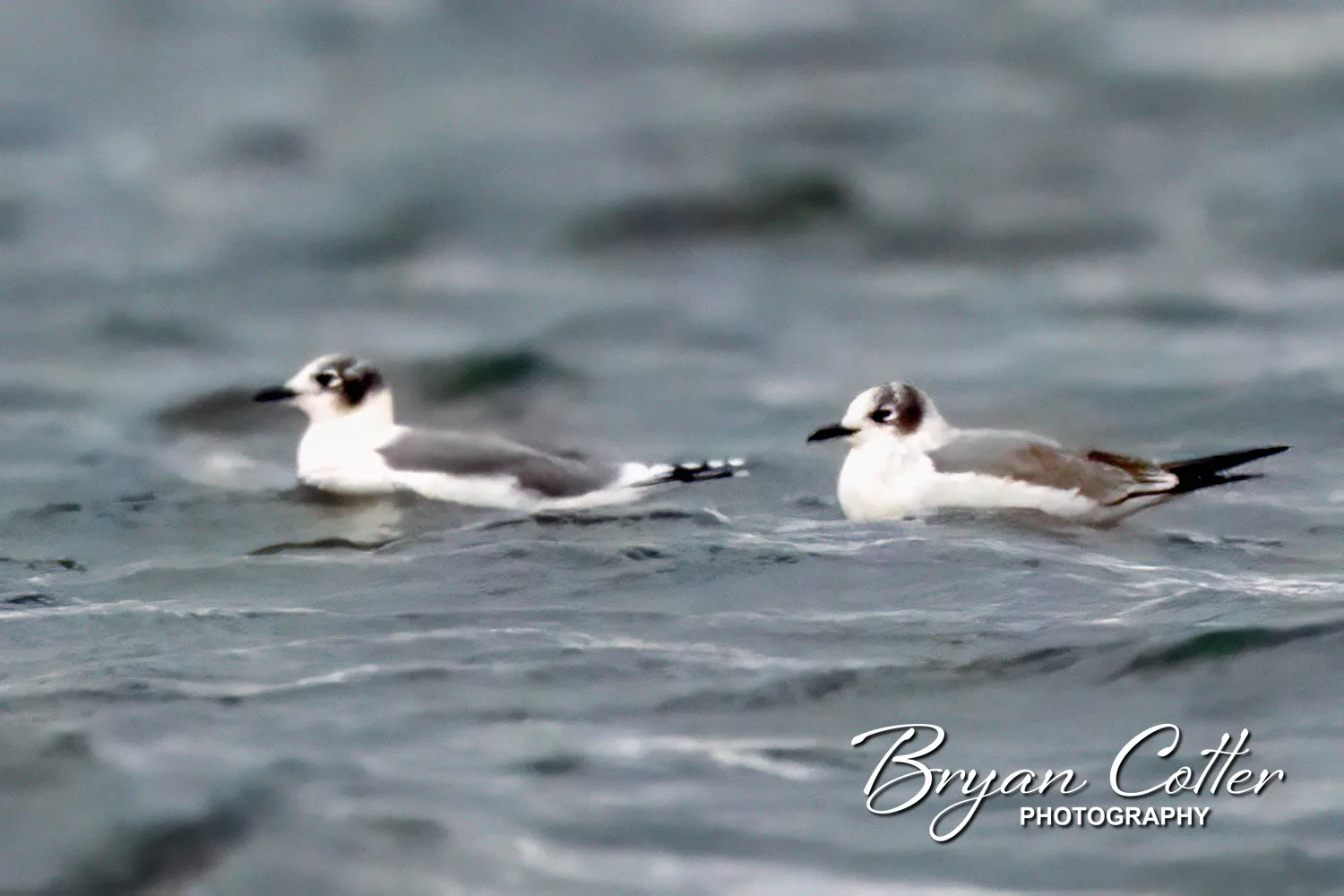 Franklin's Gull