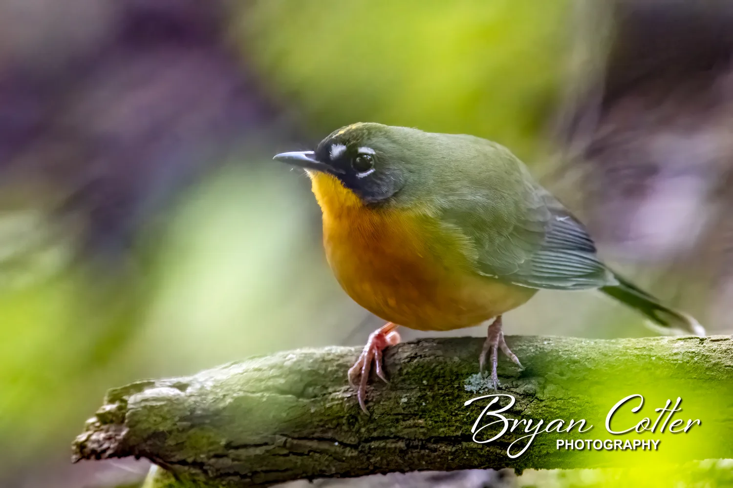 Fan-tailed Warbler
