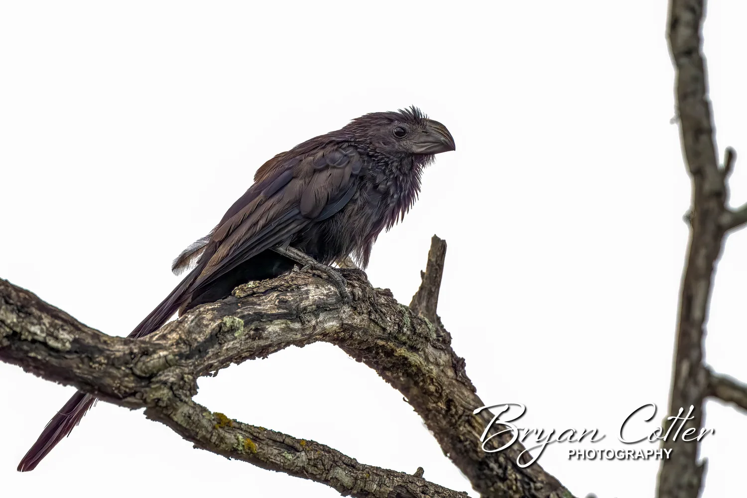 Groove-billed Ani