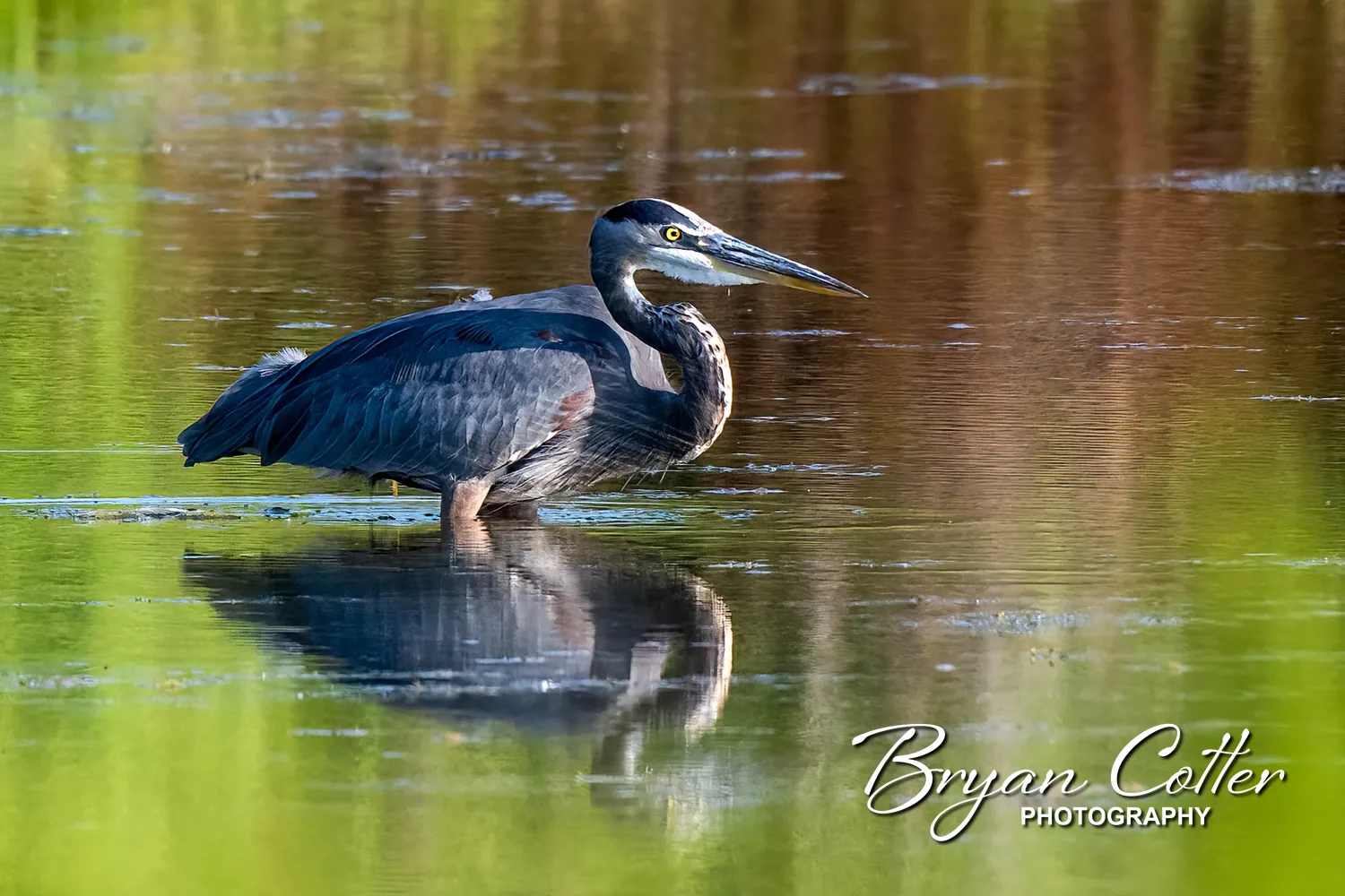 Great Blue Heron