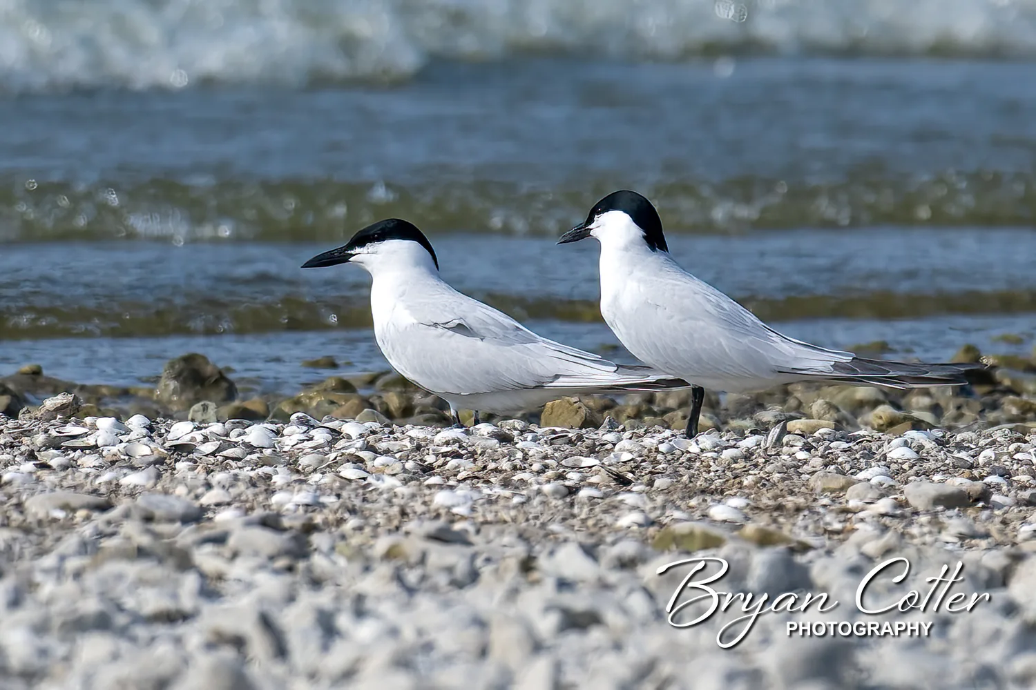 Gull-billed Tern