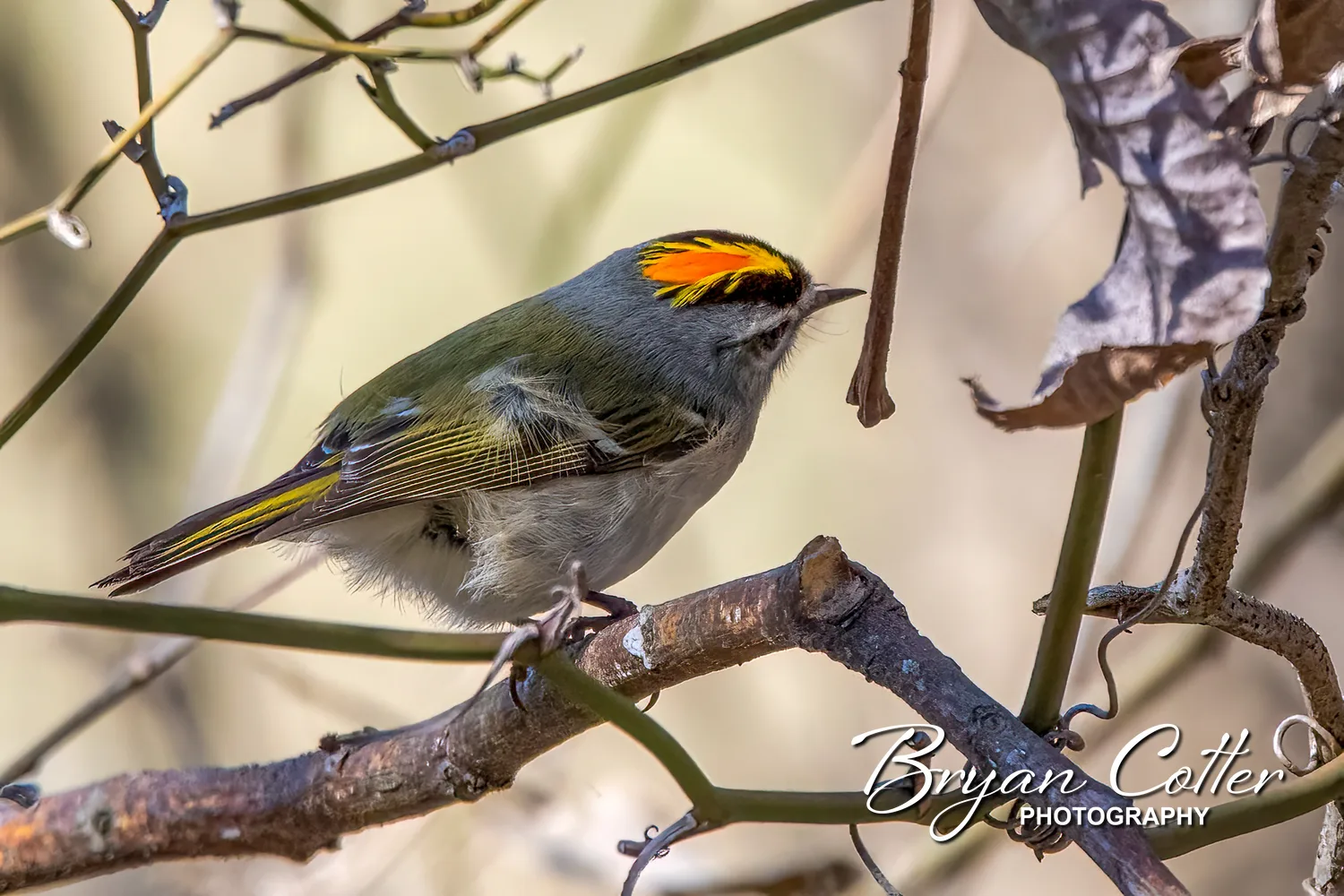 Golden-crowned Kinglet