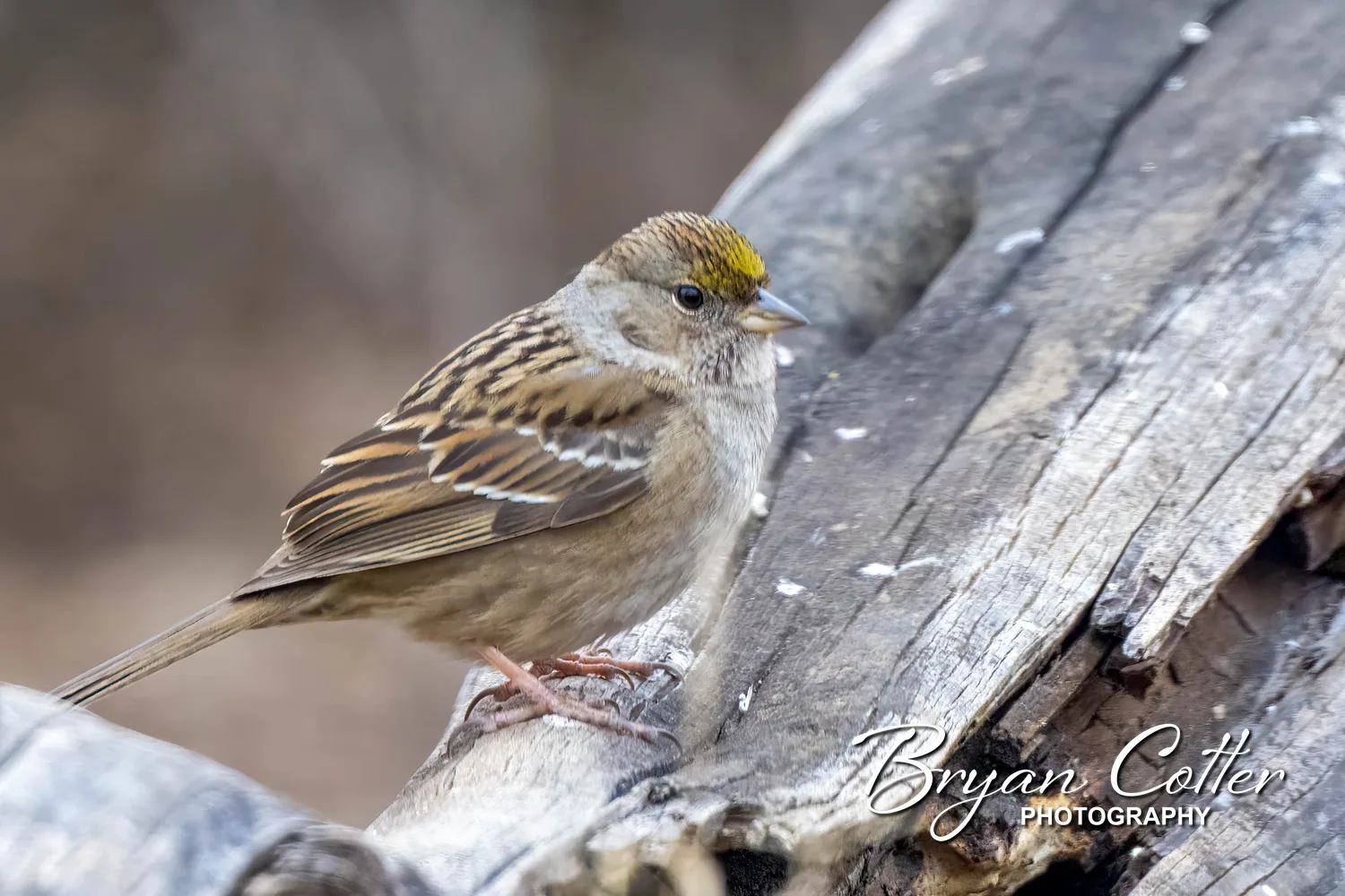 Golden-crowned Sparrow