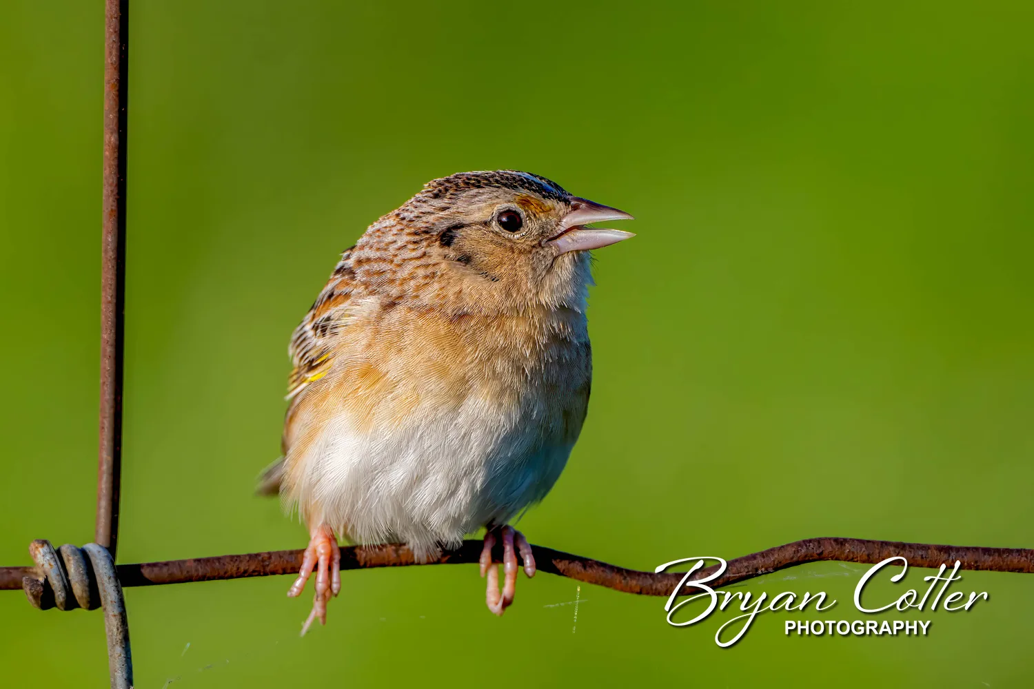 Grasshopper Sparrow