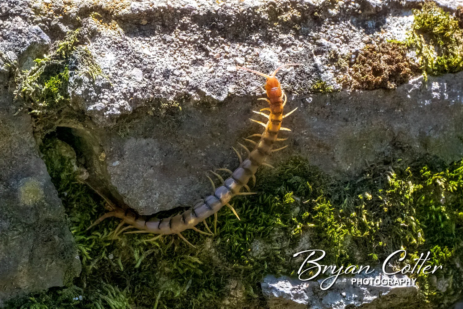 Giant Desert Centipede