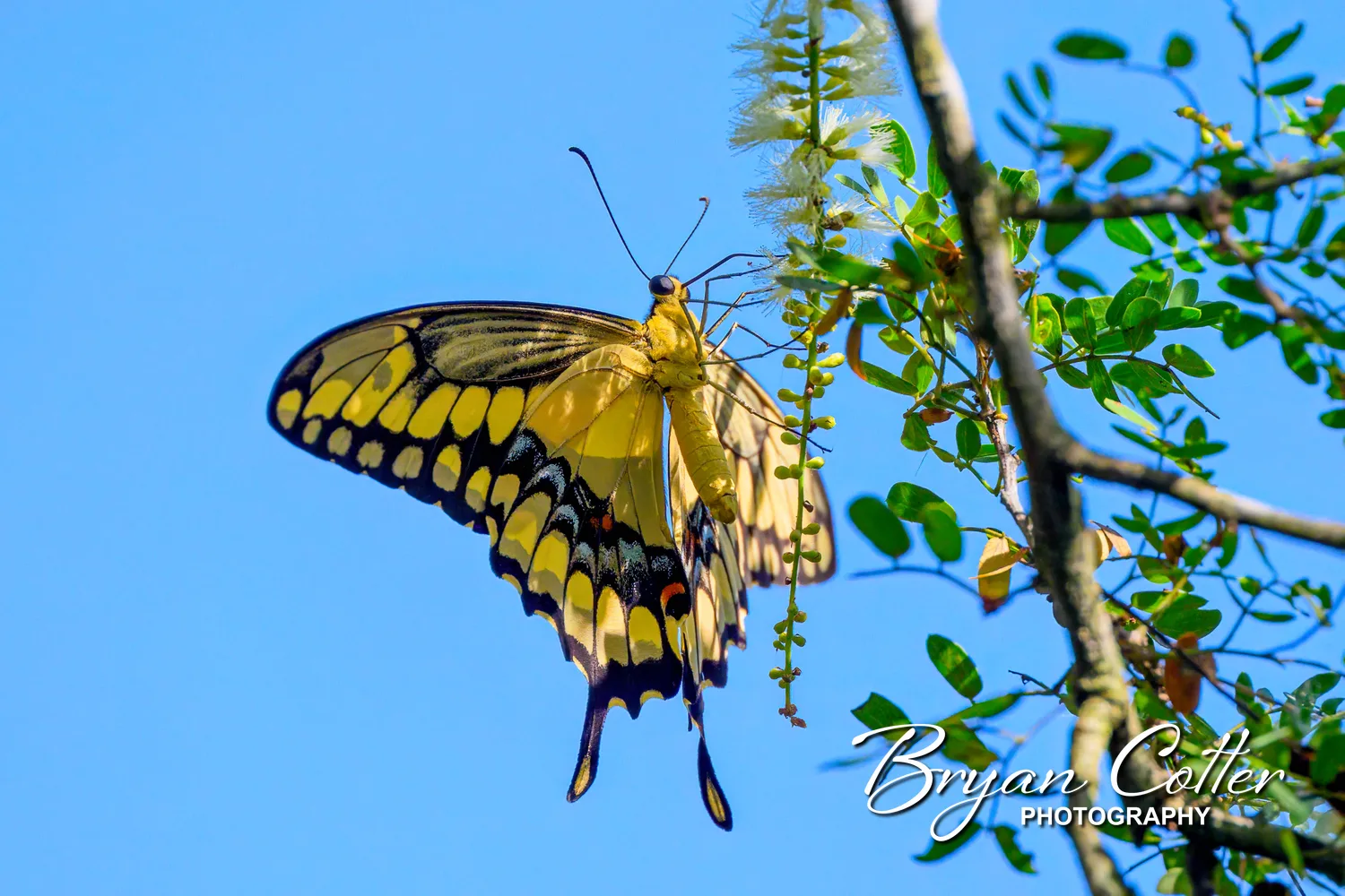 Giant Swallowtail