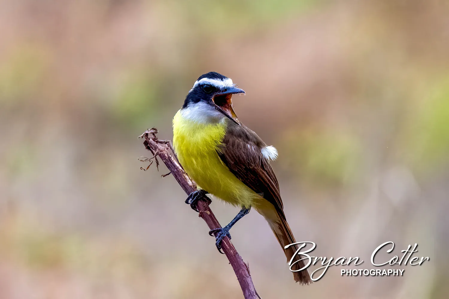 Great Kiskadee