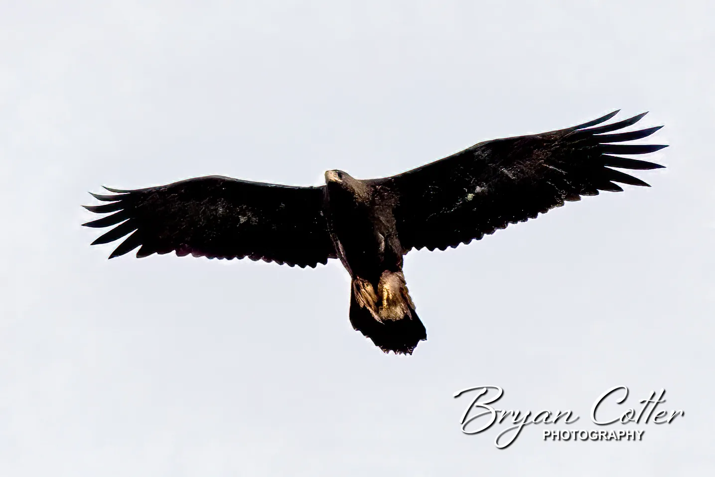 Golden Eagle