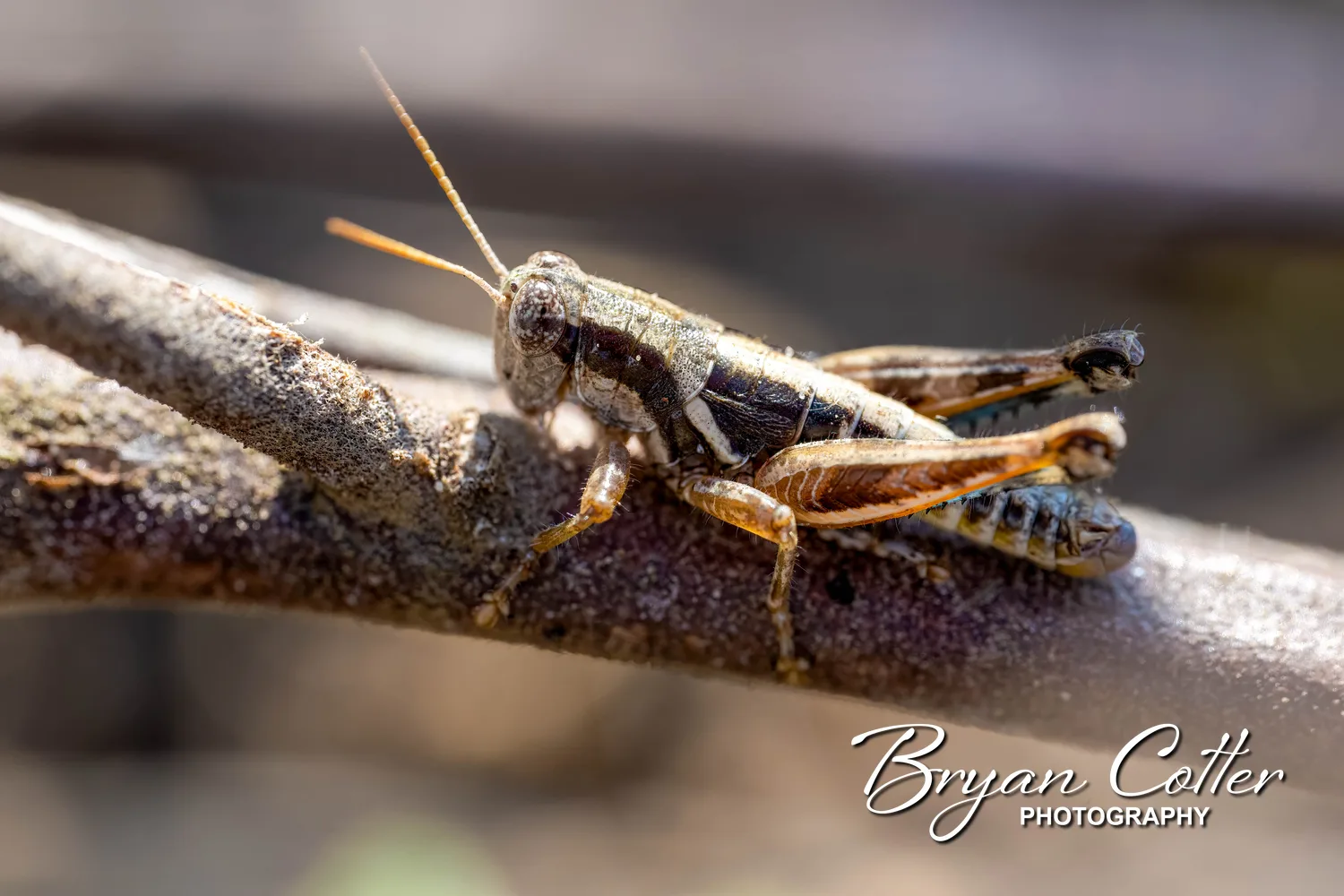 Thistle Grasshopper
