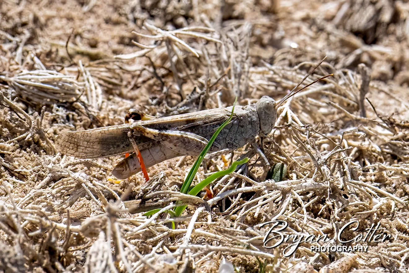 Gray Bird Grasshopper