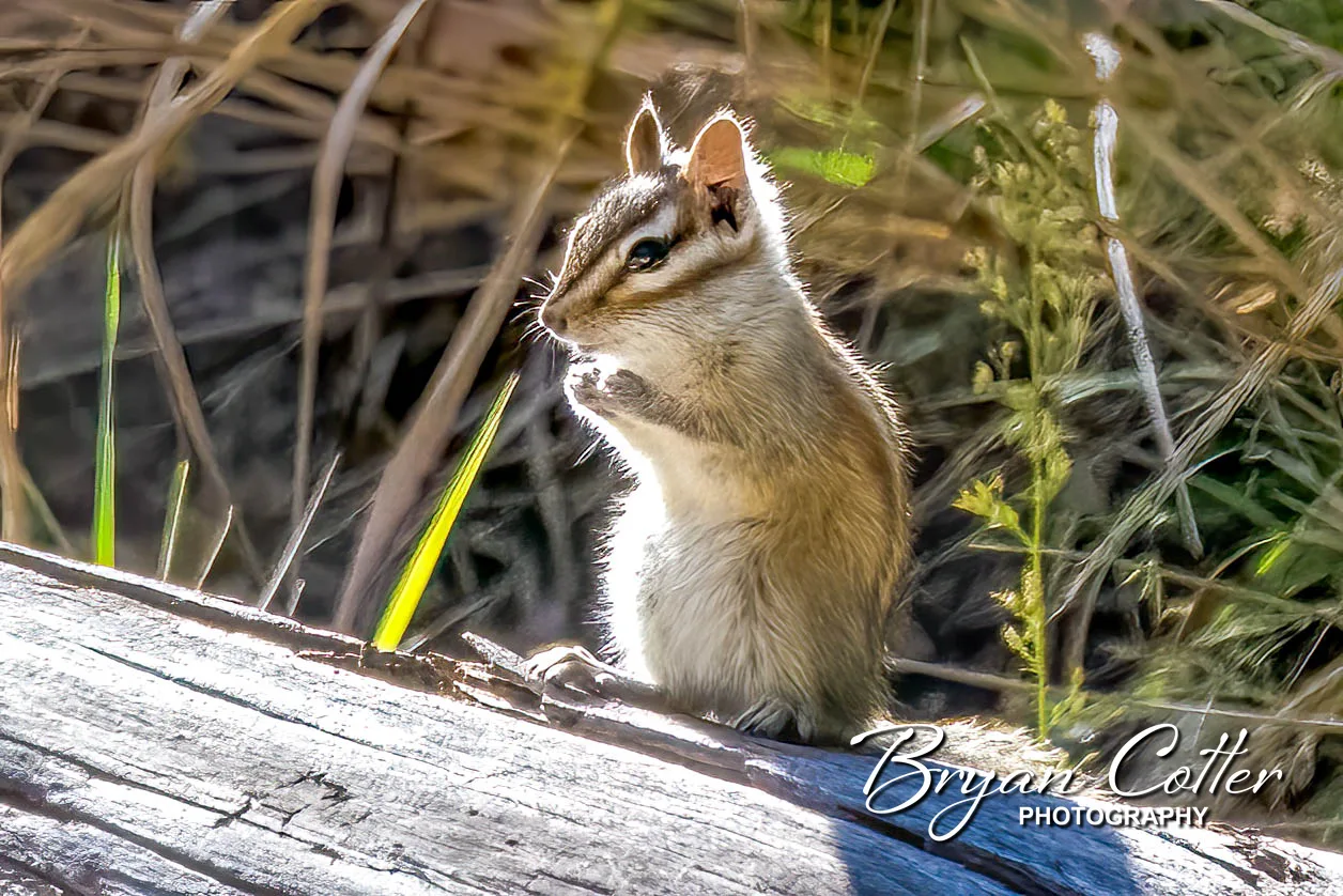 Gray-footed Chipmunk