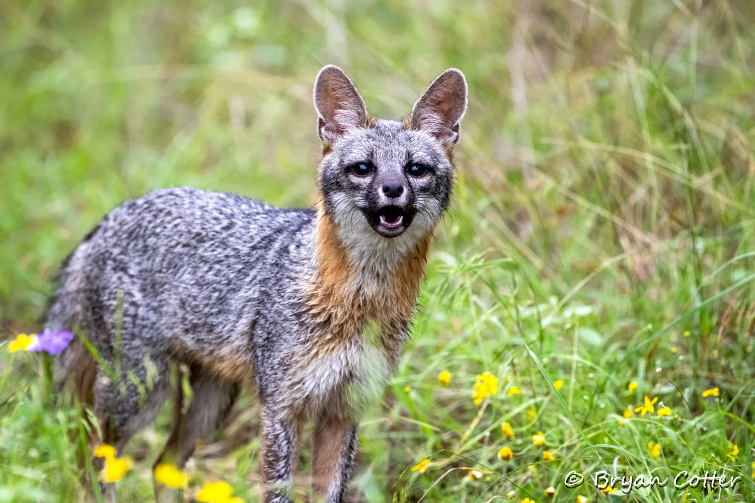 Gray Fox