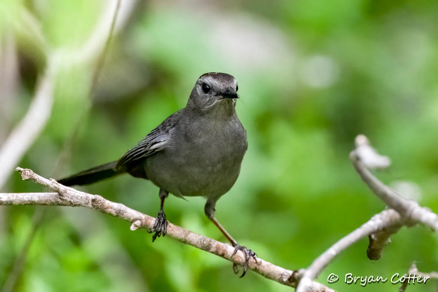 Gray Catbird
