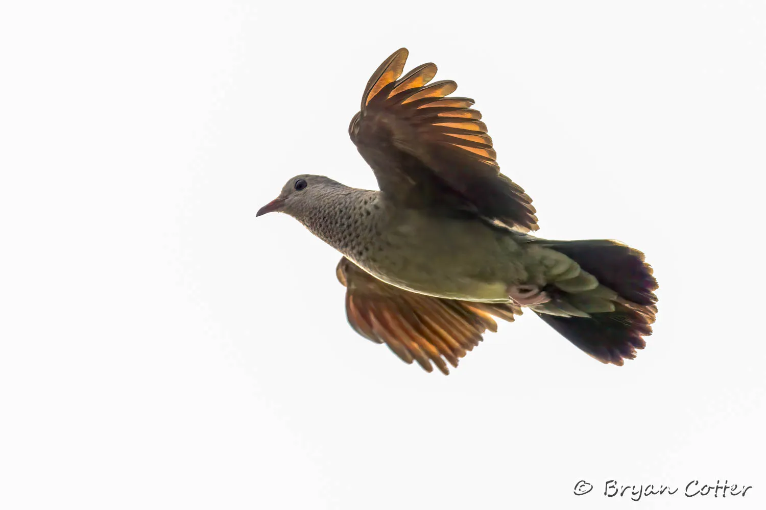 Common Ground Dove