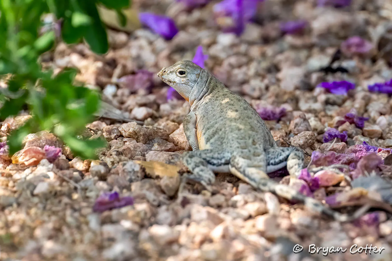 Greater Earless Lizard