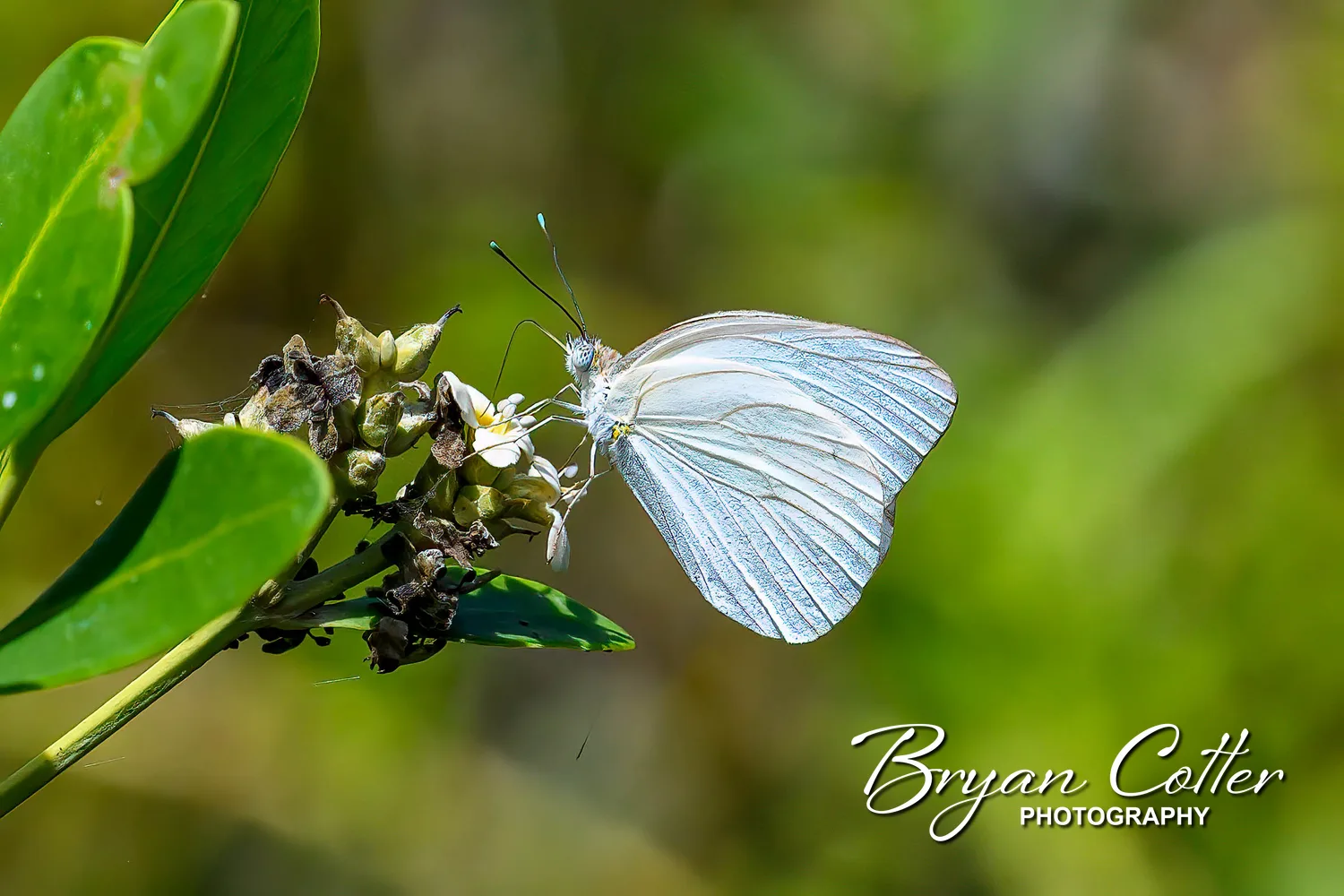 Great Southern White