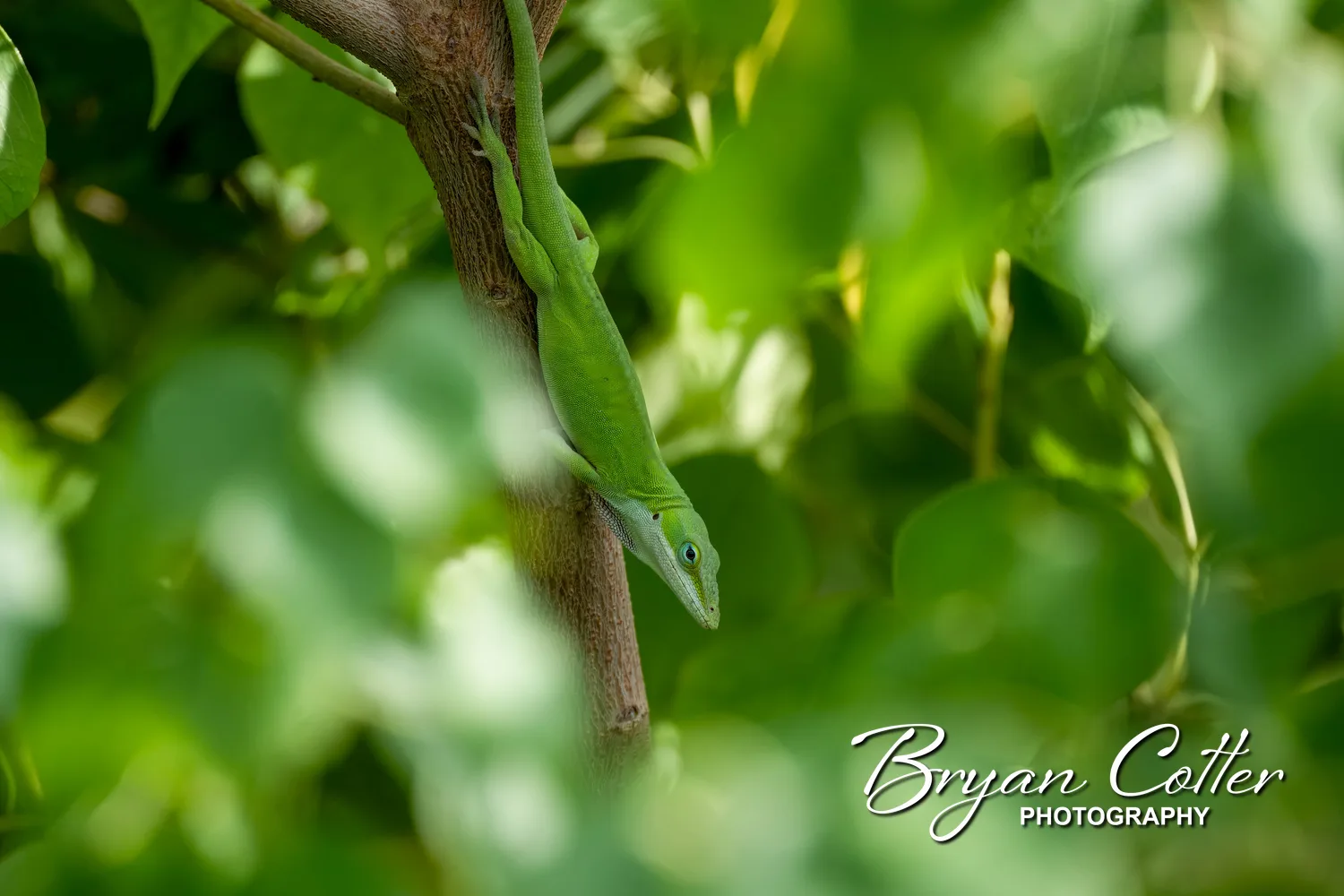Green Anole