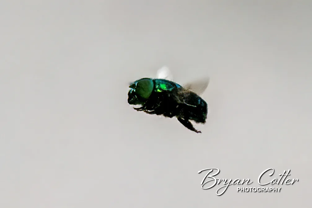 Green Jewel Fly