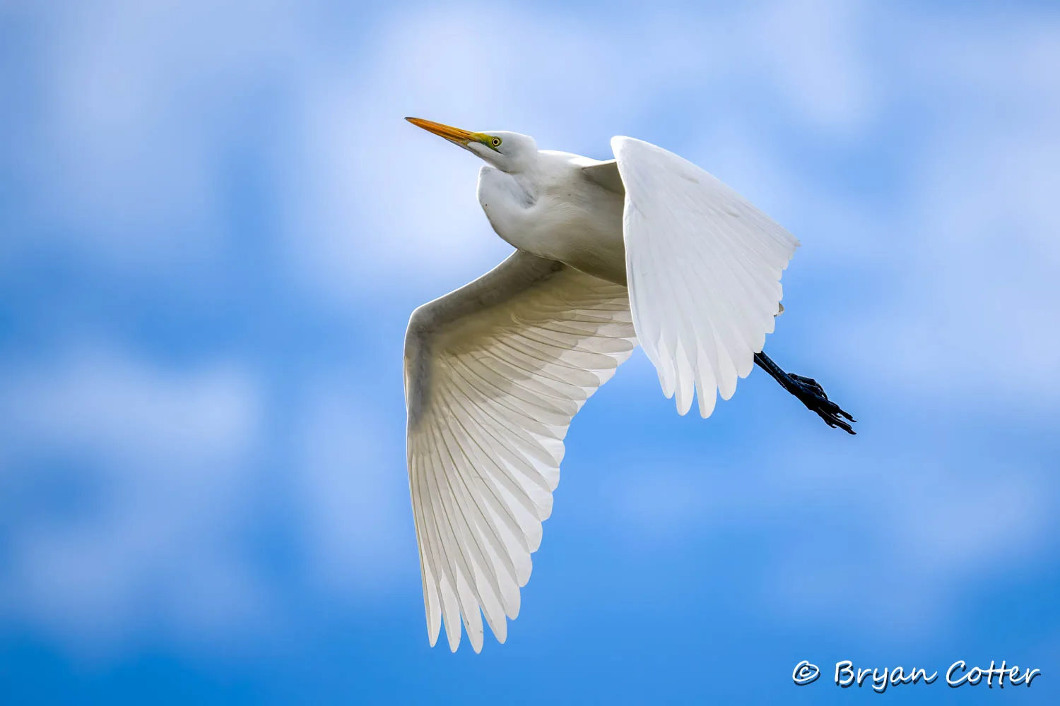 Great American Egret