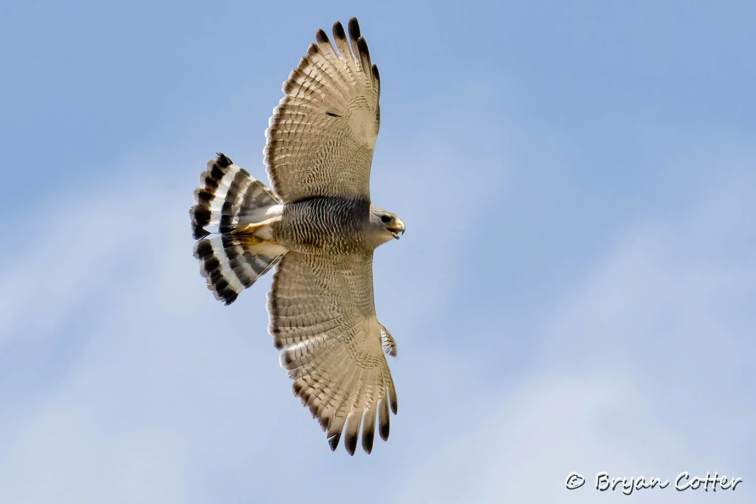 Gray Hawk
