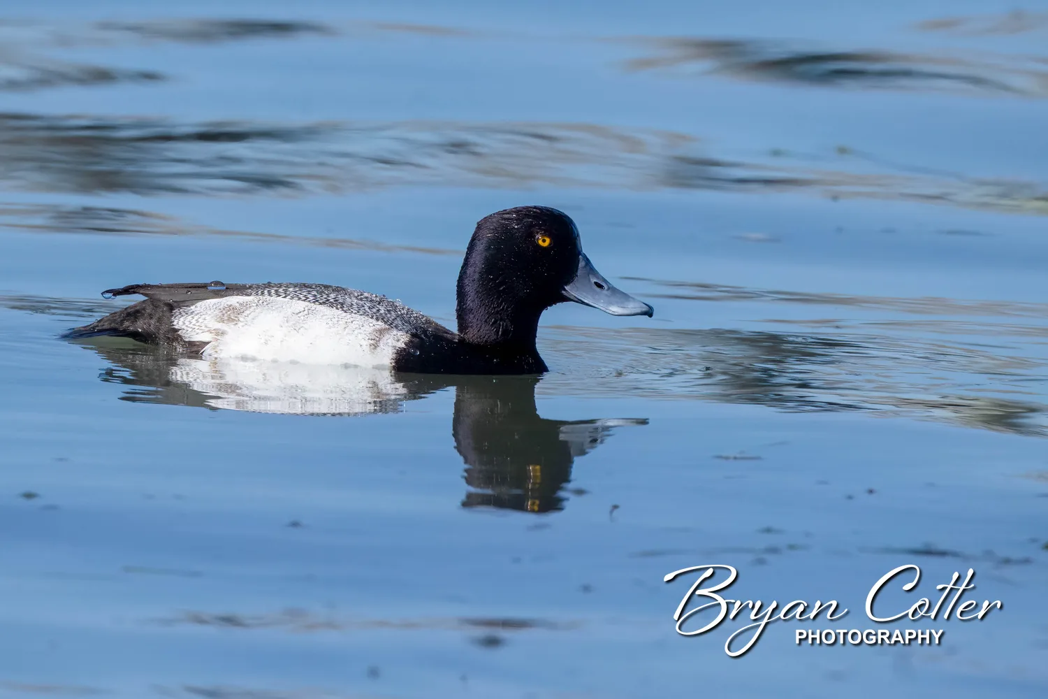 Greater Scaup