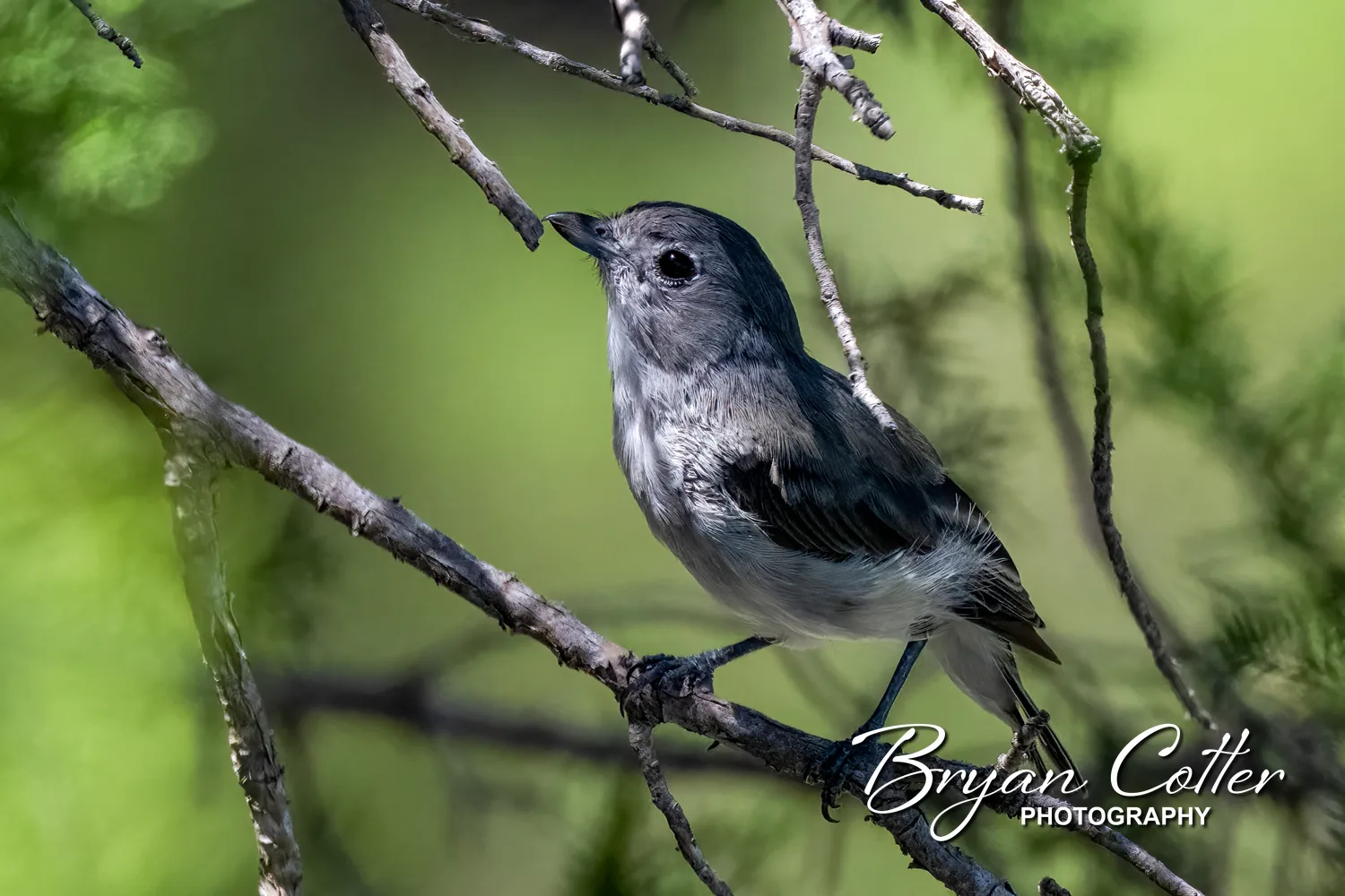 Gray Vireo