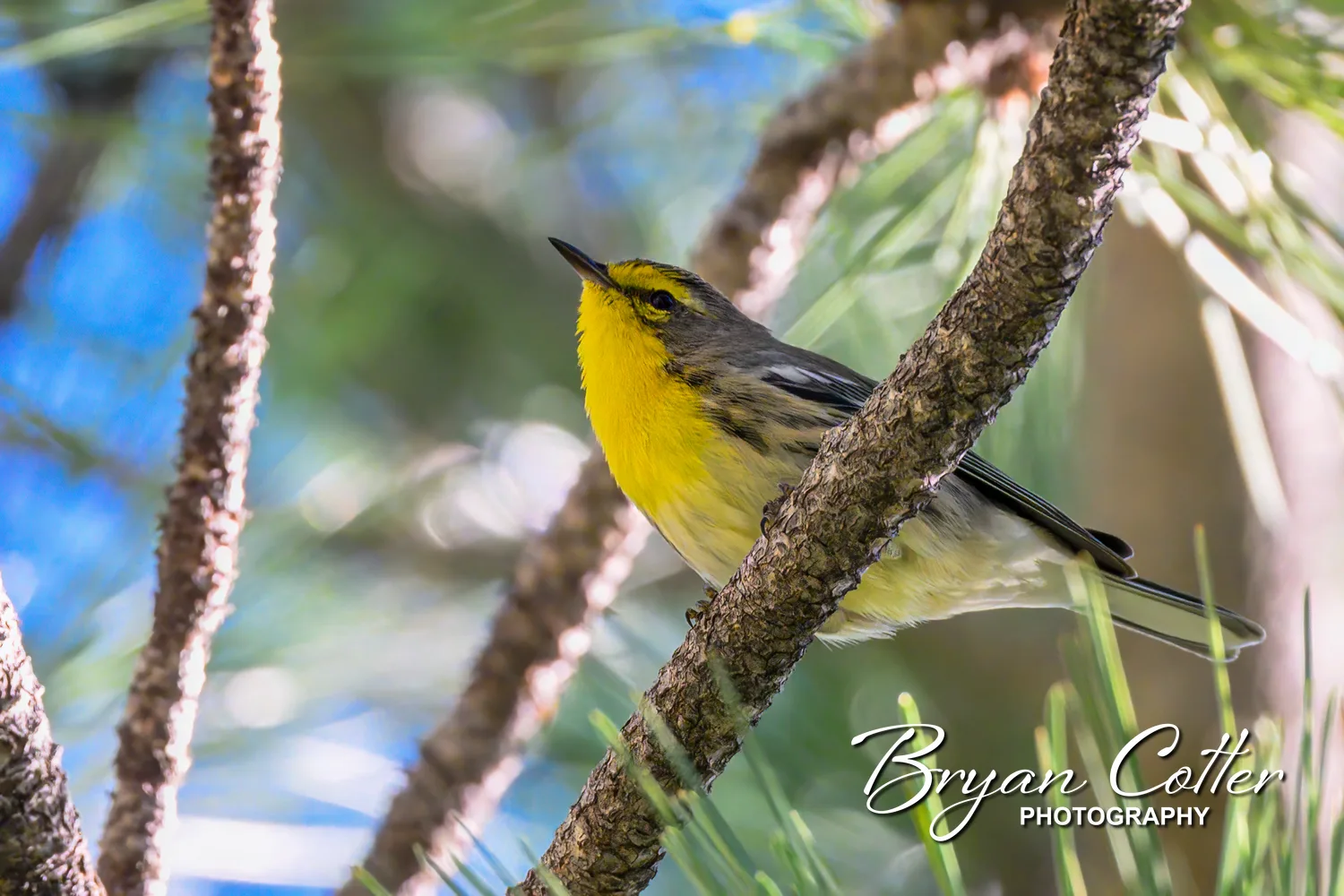 Grace's Warbler