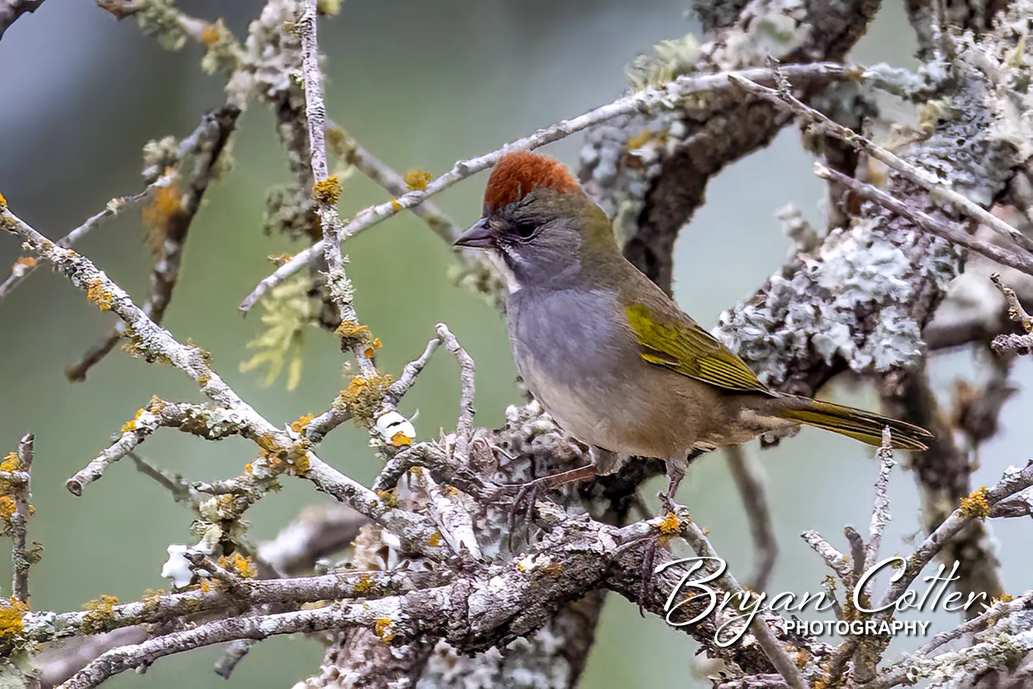 Green-tailed Towhee