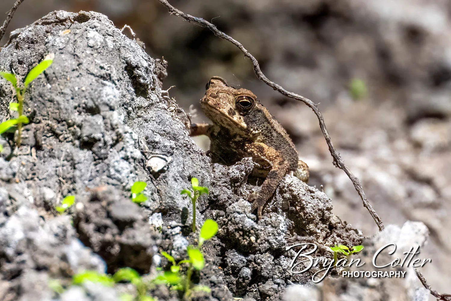 Gulf Coast Toad