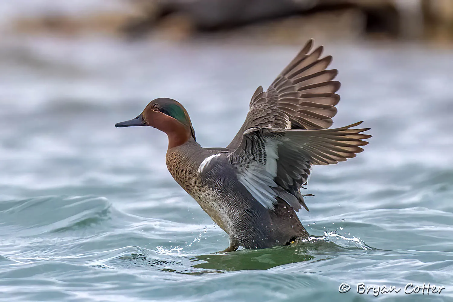 Green-winged Teal