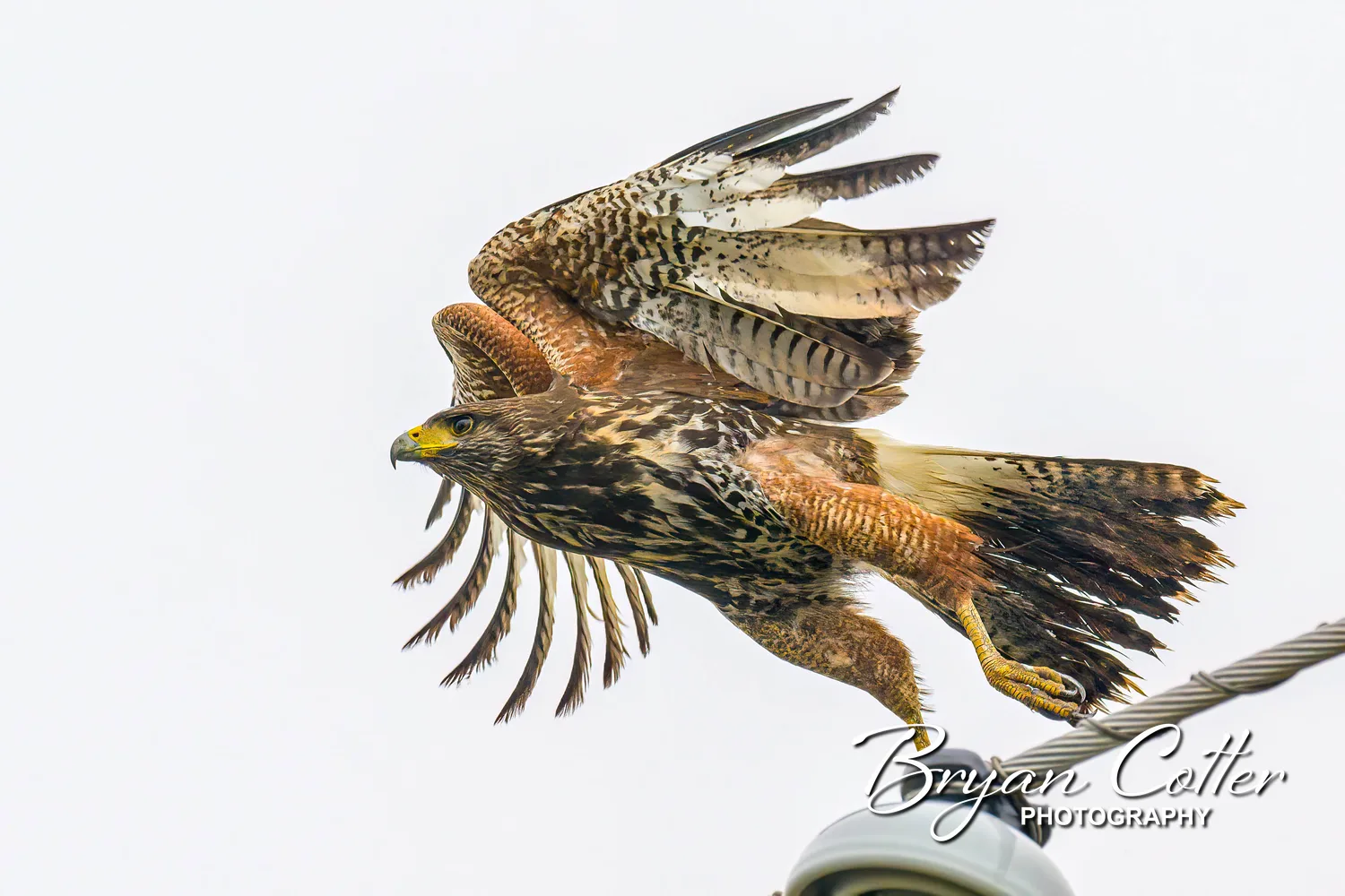 Harris's Hawk