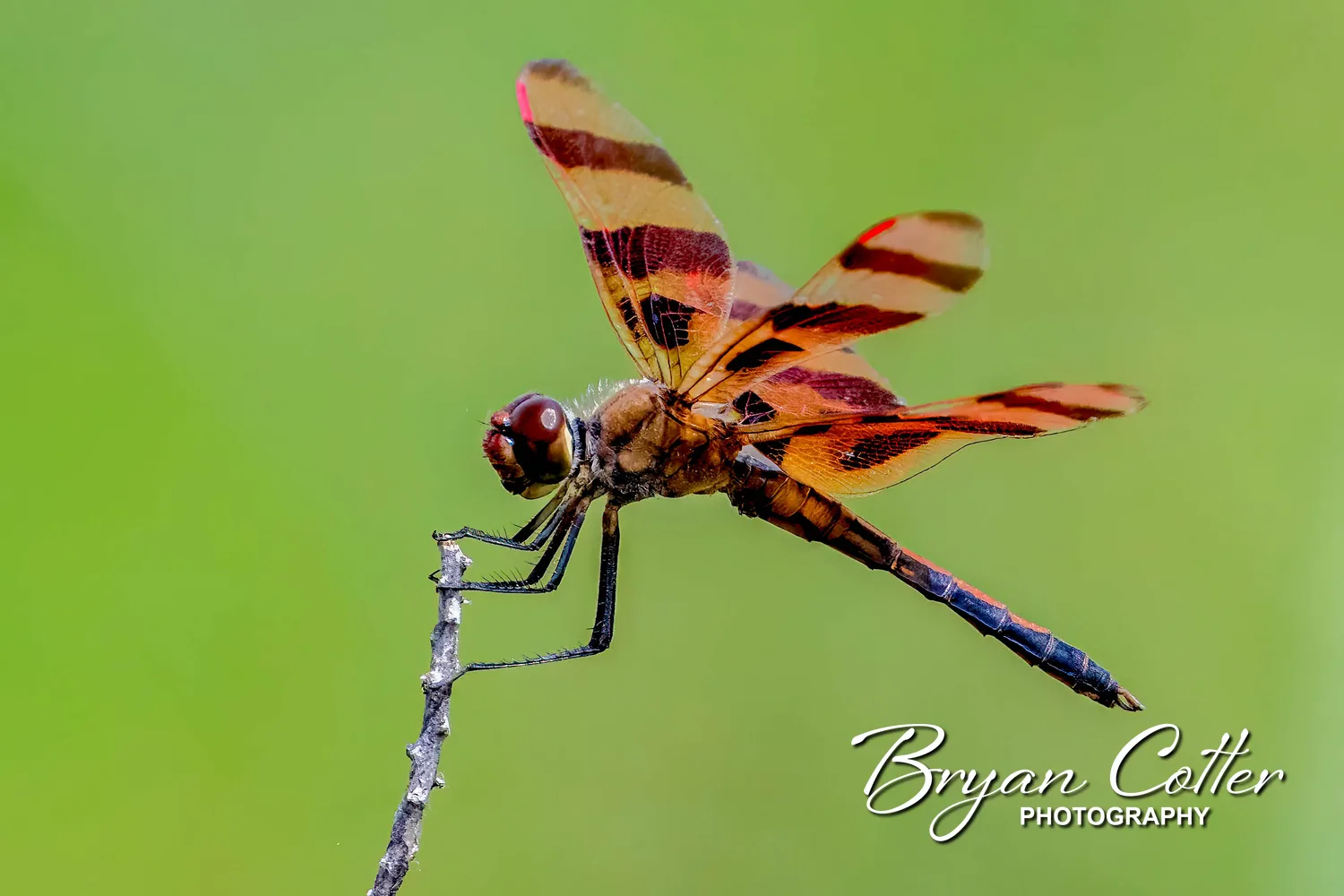 Halloween Pennant Dragonfly