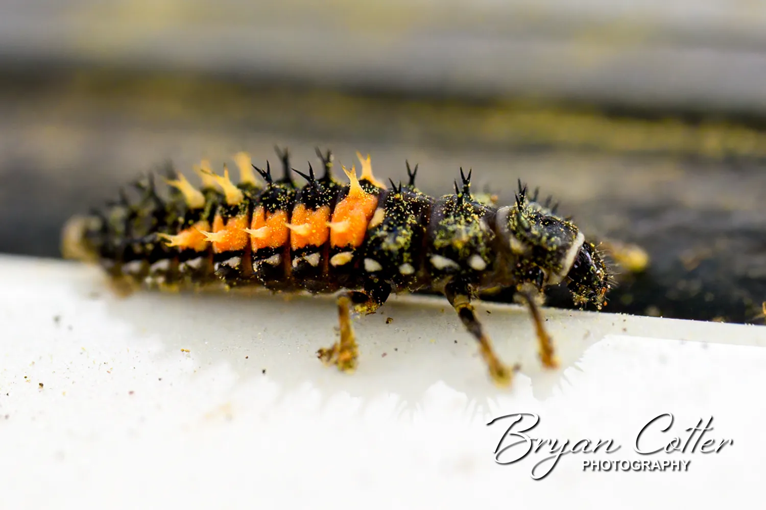Harlequin Ladybird