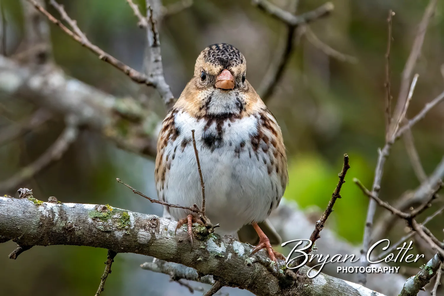 Harris's Sparrow
