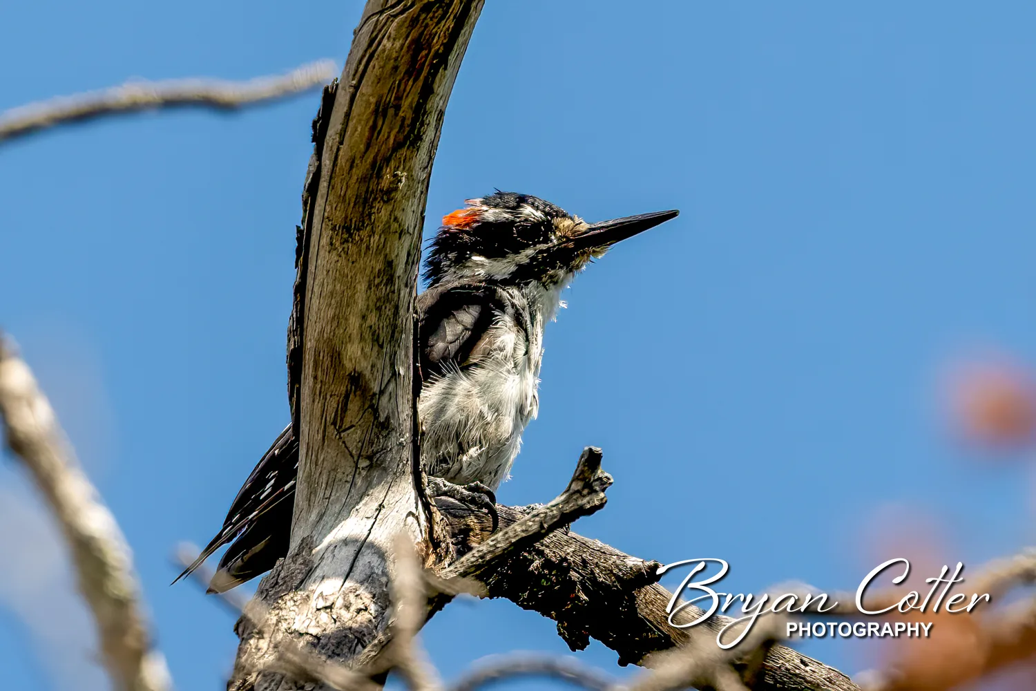 Hairy Woodpecker