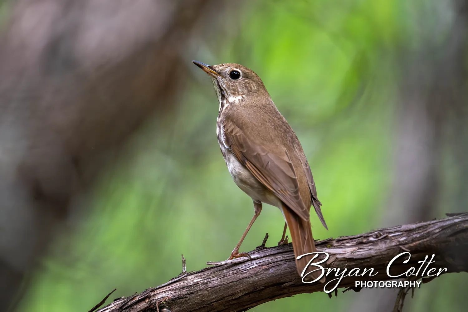 Hermit Thrush