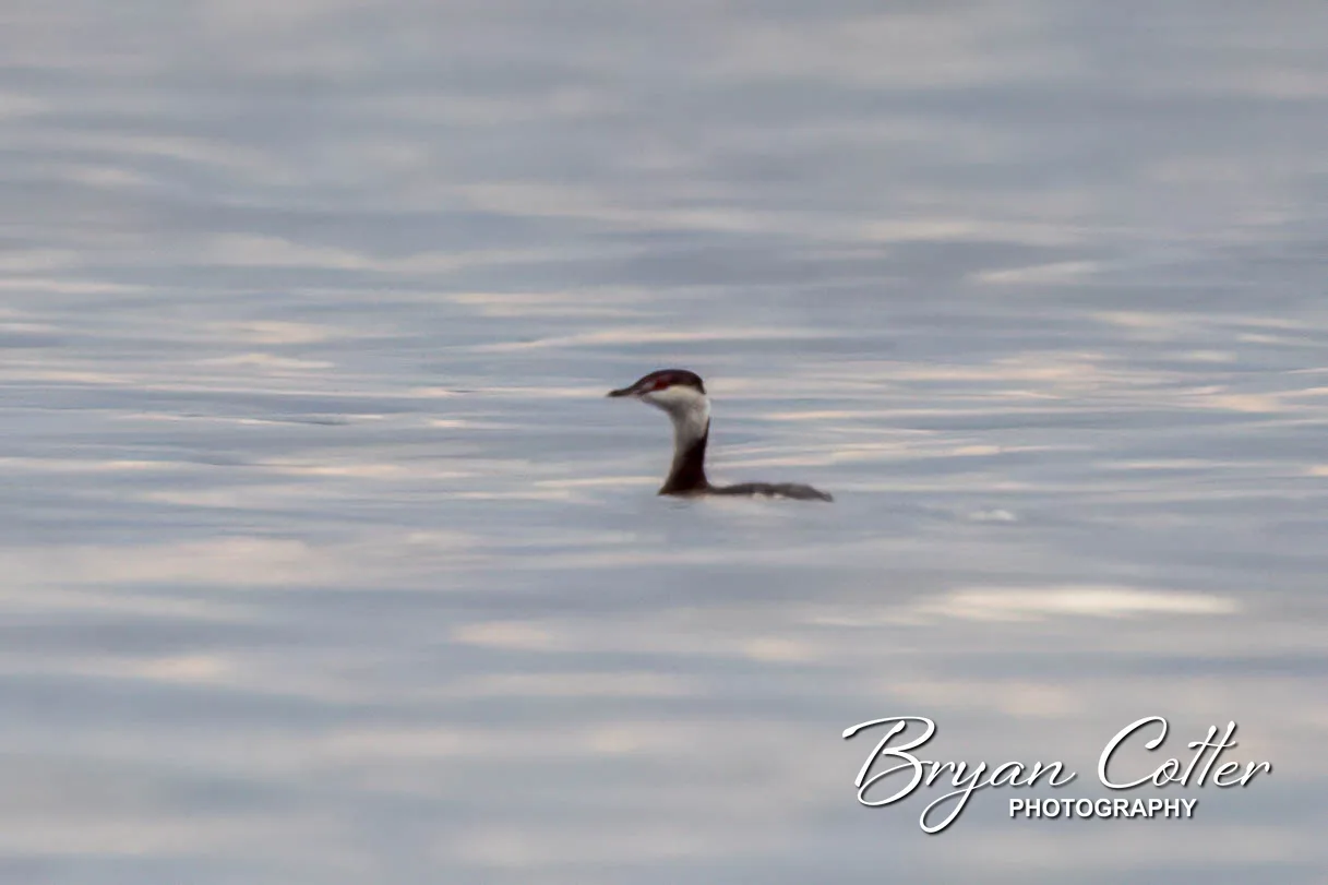 Horned Grebe
