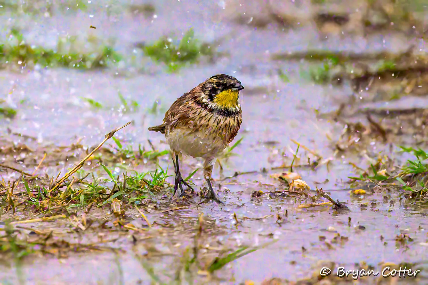 Horned Lark