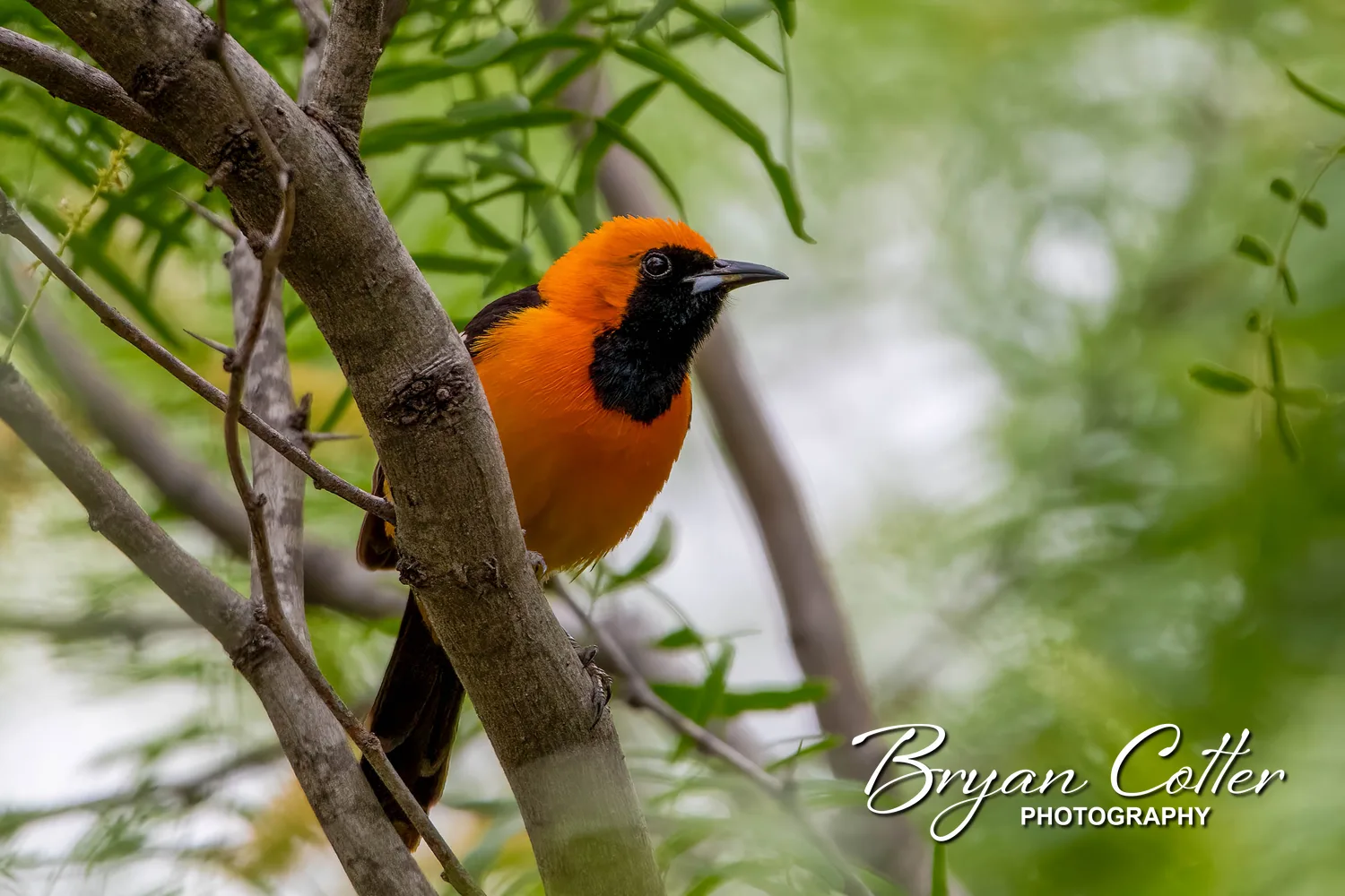 Hooded Oriole