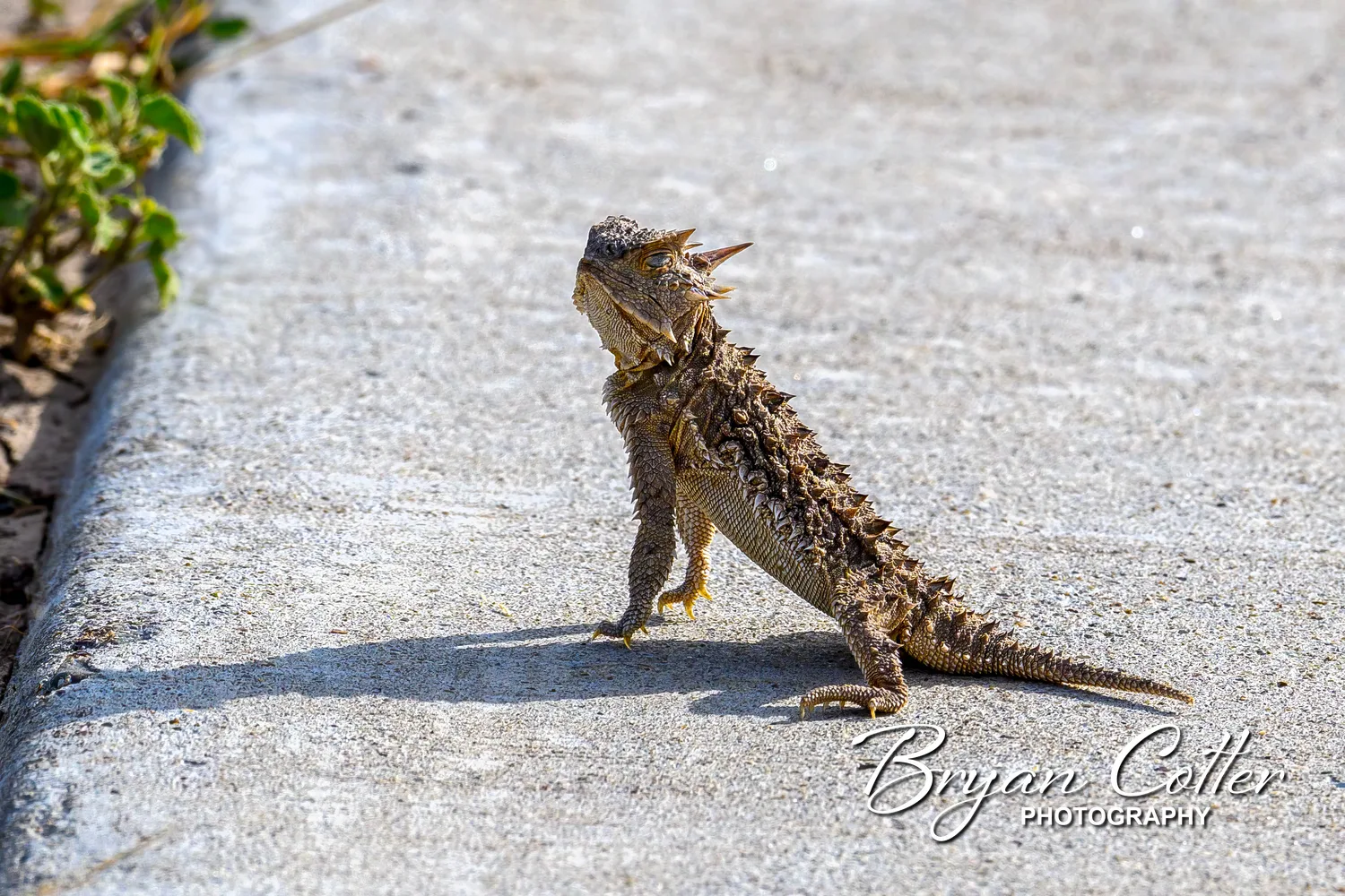 Texas Horned Lizard