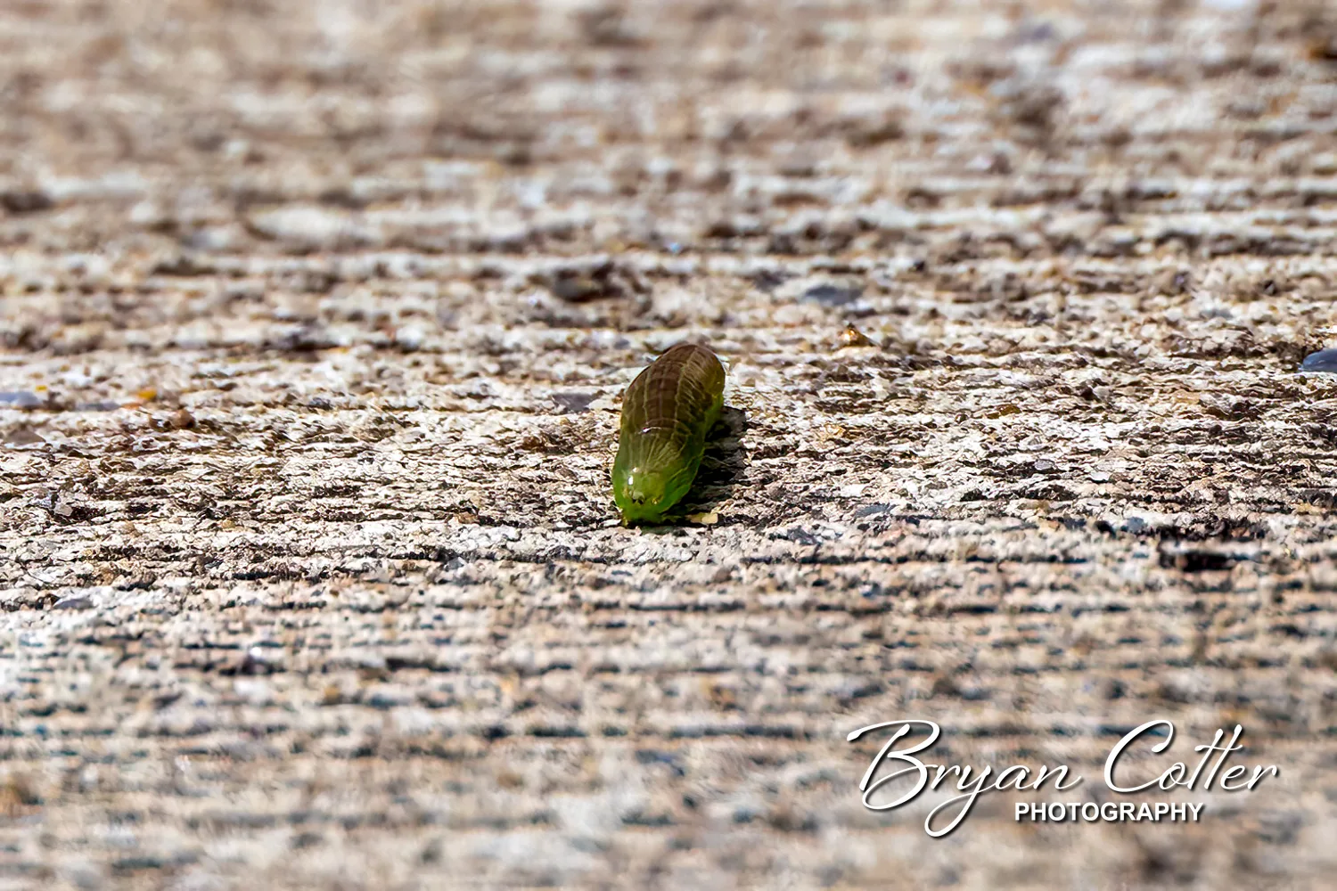 Hoverfly Larva