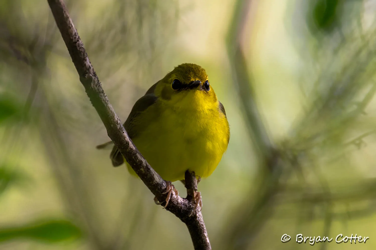 Hooded Warbler