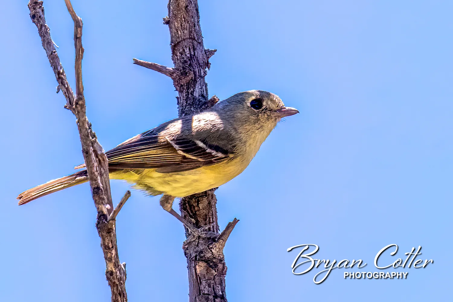 Hutton's Vireo