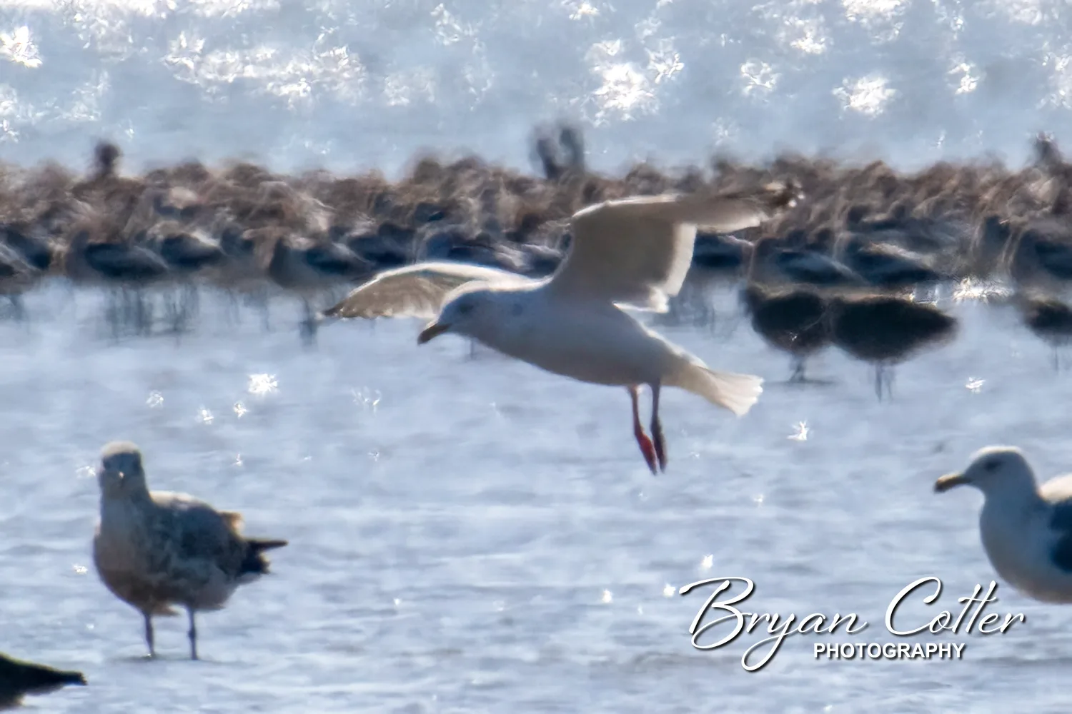 Iceland Gull