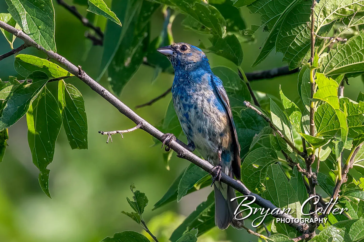 Indigo Bunting