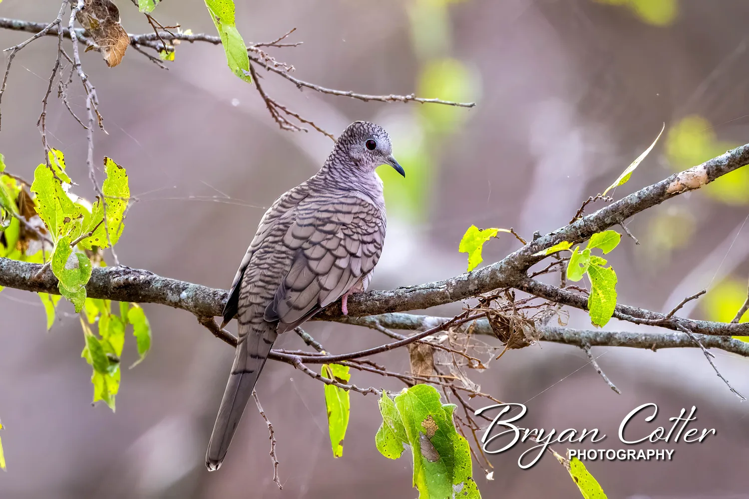 Inca Dove